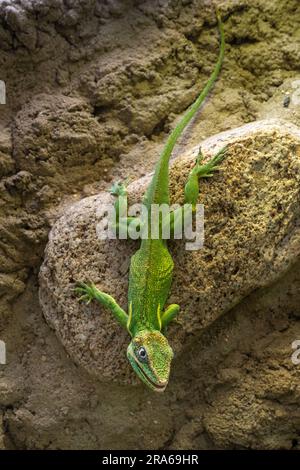 L'anole à chevalier (Anolis equestris) est la plus grande espèce d'anole aussi appelée anole à chevalier cubain ou anole à géante cubaine Banque D'Images