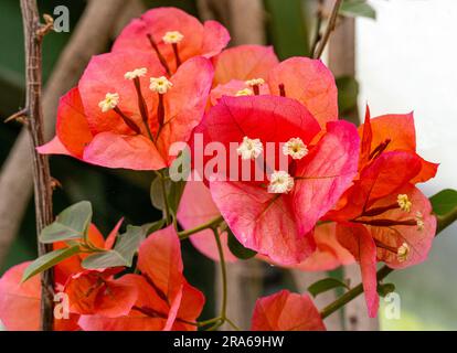 Fleur en Papier (Bougainvillea glabra), l'île de Chypre, la Grèce, l'Europe Banque D'Images