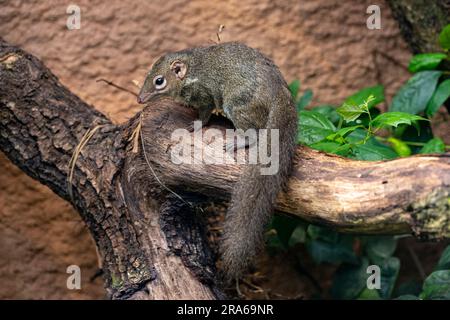 Treeshrew du Nord (Tupaia belangeri) dans la forêt sur une branche Banque D'Images