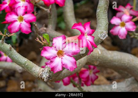 Belle fleur d'obesum d'Adenium rose dans le jardin, (Desert Rose, Impala Lily, Mock Azalea) Banque D'Images