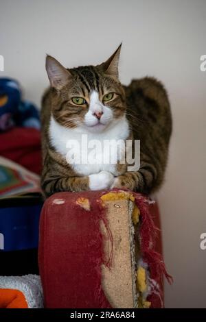 Tabby Cat se détendant sur un bras de canapé détruit dans le salon Banque D'Images