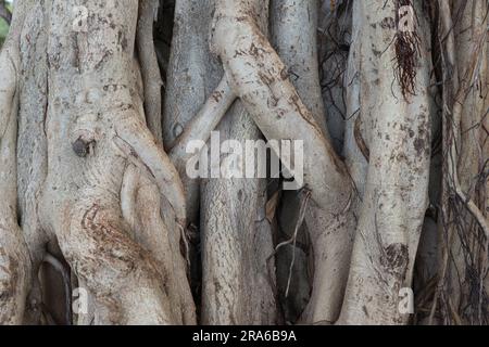 Découvrez en gros plan les racines profondes d'un tee-shirt Hawaiian Banyan dans un Honolulu Park. Banque D'Images