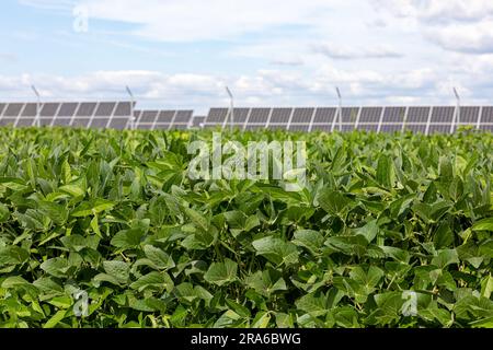 Champ de soja avec ferme d'énergie solaire en arrière-plan. Énergie renouvelable, agriculture et concept agricole. Banque D'Images