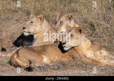 Zambie, Parc national de Luangwa Sud. Trois lionesses adultes (SAUVAGES : Panthera leo) Banque D'Images
