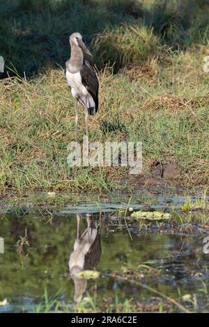 Zambie, Sud Luangwa. Jeune stok de Saddlebill (SAUVAGE: Ephippiorhynchus senegalensis) Banque D'Images