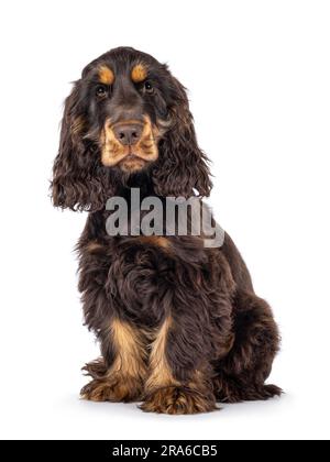 Chien de Cocker de 3 mois, majestueux choc et tan, assis sur les côtés. Regardant curieux vers l'appareil photo avec des yeux doux et droive. Isolé sur un Banque D'Images