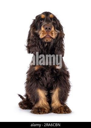 Majestueux choc et bronzant chien Cocker de 3 mois, assis face à l'avant. Regarder au-dessus de l'appareil photo avec des yeux doux et droive. Isolé sur un blanc Banque D'Images