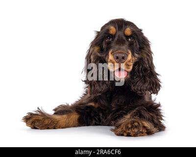 Majestueux choc et tan chien Cocker de 3 mois, allongé face à l'avant. Regarder directement l'appareil photo avec des yeux doux et droiles. Bouche ouverte, t Banque D'Images