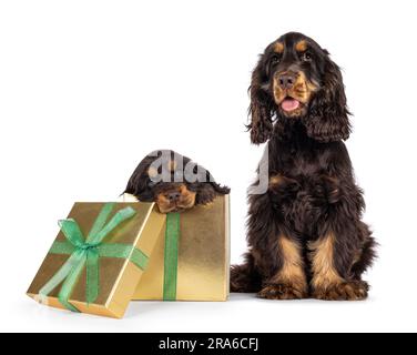 Chien d'épagneul cocker de 3 mois, majestueux choc et bronzant, assis à côté d'un chiot plus jeune dans une boîte cadeau dorée. Regarder directement l'appareil photo avec sw Banque D'Images