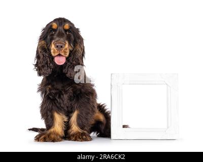 Majestueux choc et bronzant chien Cocker de 3 mois, assis à côté d'un cadre photo blanc vide. Regarder directement l'appareil photo avec des yeux doux et droiles Banque D'Images