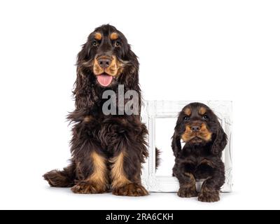 Majestueux choc et tan chien Cocker de 3 mois, assis à côté d'une version plus jeune de lui-même debout à travers le cadre photo blanc. Regarder tout droit Banque D'Images