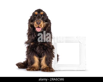 Majestueux choc et bronzant chien Cocker de 3 mois, assis à côté d'un cadre photo blanc vide. Regarder directement l'appareil photo avec des yeux doux et droiles Banque D'Images