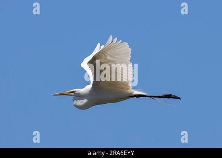 Grand aigreet (Ardea alba), parc Moore, chutes Klamath, Oregon Banque D'Images