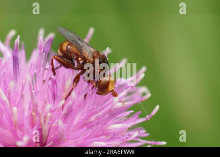 Gros plan naturel sur l'étrange forme, la mouche à accouplement d'abeilles ferrugineuse, Sicus ferrugineus, assis sur une fleur de tripode pourpre Banque D'Images