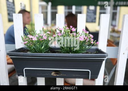 Leipzig, Allemagne. 01st juillet 2023. Fleurs sur un site de jardin dans l'association de jardin de l'allotissement Schreber-Hauschild e. V. dans le nord de la ville. Le site, datant de 1884, est le lieu du jour du jardin de Leipzig. Credit: Sebastian Willnow/dpa/Alay Live News Banque D'Images