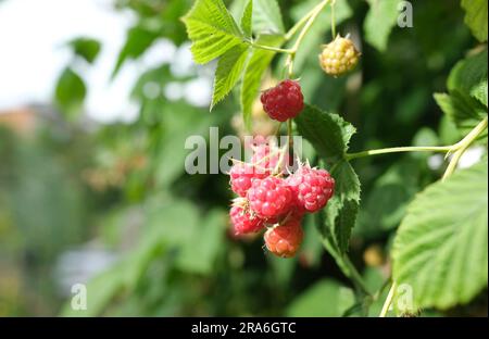 Leipzig, Allemagne. 01st juillet 2023. Les framboises poussent dans un terrain de l'association de jardins de l'allotissement Schreber-Hauschild e. V. au nord de la ville. Le site, qui date de 1884, est le lieu du jour du jardin de Leipzig. Credit: Sebastian Willnow/dpa/Alay Live News Banque D'Images