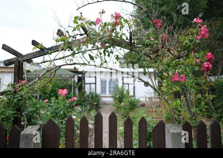 Leipzig, Allemagne. 01st juillet 2023. Les roses fleurissent sur la clôture d'un terrain de l'association de jardins de l'allotissement Schreber-Hauschild e. V. dans le nord de la ville. Le site, qui date de 1884, est le lieu du jour du jardin de Leipzig. Credit: Sebastian Willnow/dpa/Alay Live News Banque D'Images