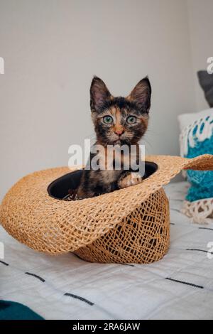 Adorable chaton calico assis dans un chapeau de paille ; chat assis dans un chapeau, chat dans un chapeau Banque D'Images