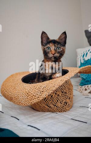 Beau chaton calico assis dans le chapeau de paille ; chat assis dans le chapeau, chat dans le chapeau Banque D'Images