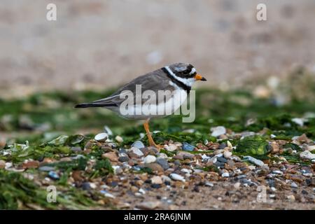 Pluvier annelé, Charadrius hiaticula, sur la rive du Lash, Norfolk. Banque D'Images