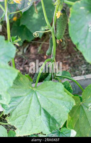 Jeunes concombres verts sur une branche s'enroulant le long d'un treillis. Concombres en pleine croissance dans le jardin. Banque D'Images