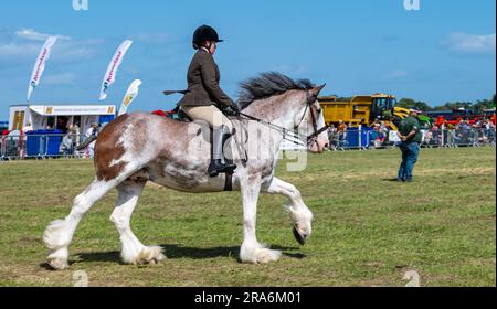 East Lothian, Écosse, Royaume-Uni, 1 juillet 2023. Haddington Agricultural Show : l'événement a lieu depuis 1804. Les participants ont apprécié une journée ensoleillée. Sur la photo : les chevaux lourds jugeant avec une femme montée sur un cheval Clydesdale. Crédit : Sally Anderson/Alamy Live News Banque D'Images