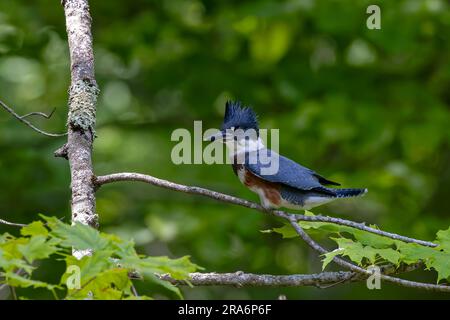 L'oiseau de migration de kingfisher (Megaceryle alcyon) originaire de l'Amérique du Nord. Banque D'Images