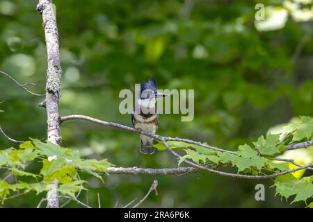 L'oiseau de migration de kingfisher (Megaceryle alcyon) originaire de l'Amérique du Nord. Banque D'Images