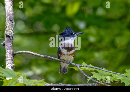 L'oiseau de migration de kingfisher (Megaceryle alcyon) originaire de l'Amérique du Nord. Banque D'Images