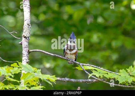 L'oiseau de migration de kingfisher (Megaceryle alcyon) originaire de l'Amérique du Nord. Banque D'Images