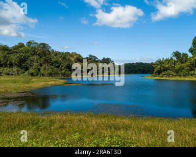 Lac dans la forêt tropicale, Parc national de Soberania, Canal de Panama, Panama - photo Banque D'Images