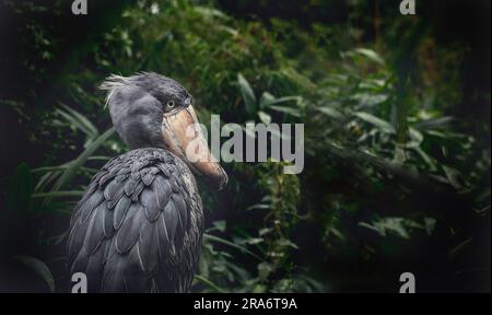 Très rare et agréable le shoebill Balaeniceps rex, la meilleure photo. Banque D'Images