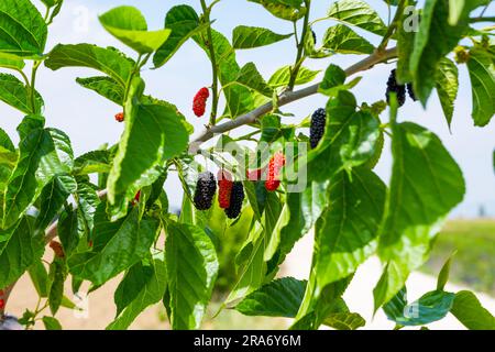 Fruits frais et biologiques aux mûres. Mûres noires et mûres rouges non mûres. Banque D'Images