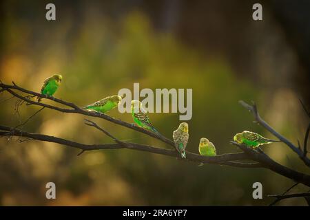 Budgerigar - Melopsittacus undulatus également parakeet commun, parakeet de coquillages ou de la coggie, petit perroquet à longue queue, naturellement vert et jaune Banque D'Images