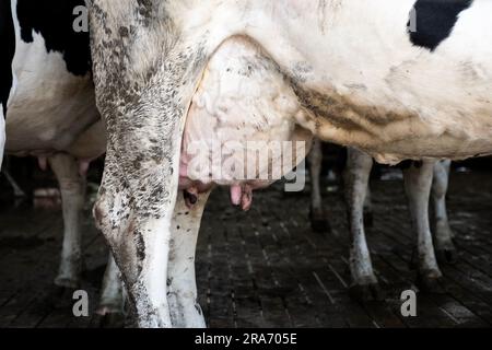 Grosse vache Holstein pleine de lait. Gros plan sur une vache à lait. Animal de ferme. Banque D'Images