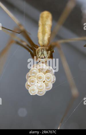 Araignée de cave femelle avec sac d'oeufs (Pholcus phalangioides). C'est une araignée souvent trouvée dans les maisons et les appartements. Banque D'Images