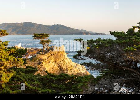 Lone Cypress Tree sur un rocher au coucher du soleil. ViewPoint Pebble Beach Monterey Californie. Paysage de Californie sur la côte au coucher du soleil. Vue sur Carmel Bay et Lone Cyprus Banque D'Images