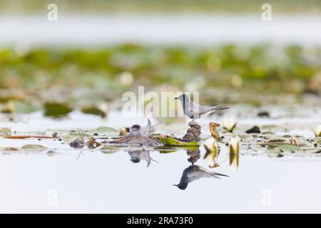 Black tern Chlidonias niger, 2 adultes en plumage d'été, 1 assis sur un nid, l'autre debout à proximité, Delta du Danube, Roumanie, juin Banque D'Images