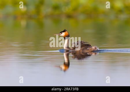 Grand grebe à crête podiceps statut, reproduction plumage adulte nageant avec 3 poussins sur le dos, Delta du Danube, Roumanie, juin Banque D'Images