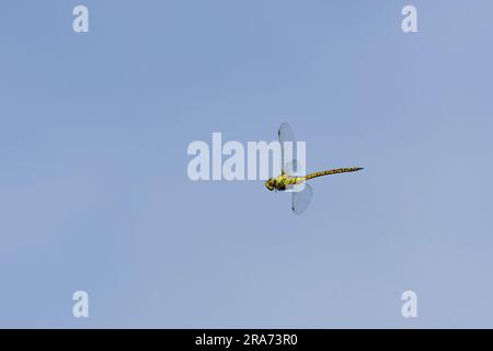 Empereur dragonfly Anax imperator, adulte femme volant, Constanta, Roumanie, juin Banque D'Images