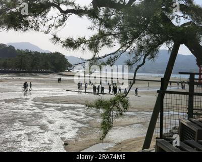 Une vue sur le paysage côtier au large de l'île Miyajima dans la mer intérieure du Japon: Les palourdes-diggers à marée basse sur la plage et les montagnes en arrière-plan. Banque D'Images