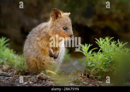 Quokka - Setonix brachyurus petite taille de macropod de chat domestique, comme marsupiaux kangourou et wallaby est herbivore et principalement nocturne, isl plus petit Banque D'Images