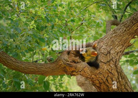 Possum à queue brousse commune - Trichosurus vulpecula - marsupial nocturne semi-arboricole d'Australie, introduit en Nouvelle-Zélande. Mignon mammifère sur le tre Banque D'Images