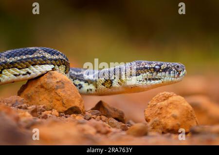 Tapis Python - Morelia spilota Grand serpent de Pythonidae trouvé en Australie, en Nouvelle-Guinée, dans l'archipel de Bismarck et dans le nord des îles Salomon. Serpent Banque D'Images