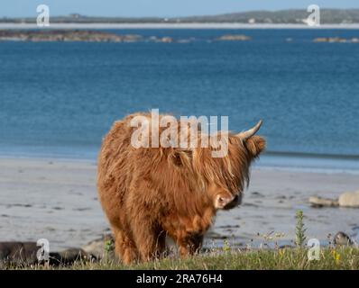 Bétail des Highlands pâturant sur le Machair, île de Tiree, Écosse Banque D'Images