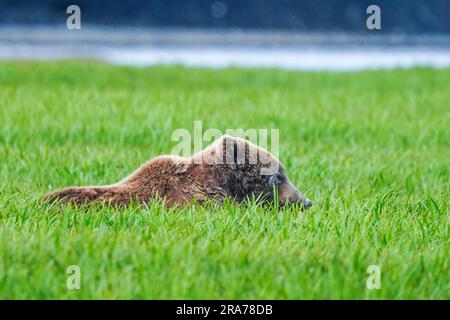 Un ours brun adulte se pose dans un champ alors qu'il se forge sur l'herbe de la rivière McNeil, la réserve naturelle éloignée de la rivière McNeil, à 18 juin 2023, dans la péninsule de Katmai, en Alaska. Le site éloigné n’est accessible qu’avec un permis spécial et contient la plus grande population saisonnière d’ours bruns au monde. Banque D'Images