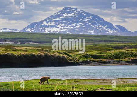 Un ours brun adulte se forge le long des rives de la rivière McNeil avec les montagnes enneigées derrière à la réserve naturelle éloignée de la rivière McNeil, à 17 juin 2023, sur la péninsule de Katmai, en Alaska. Le site éloigné n’est accessible qu’avec un permis spécial et contient la plus grande population saisonnière d’ours bruns au monde. Banque D'Images