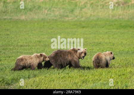 Les ours bruns de deux ans regardent un autre ours alors que leur mère les conduit à la sécurité dans un champ d'herbe à fée de la réserve naturelle reculée de la rivière McNeil, à 18 juin 2023, dans la péninsule de Katmai, en Alaska. Le site éloigné n’est accessible qu’avec un permis spécial et contient la plus grande population saisonnière d’ours bruns au monde. Banque D'Images