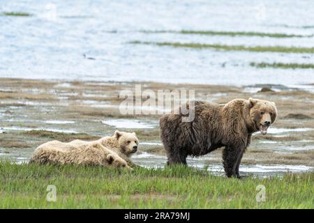 Les ours bruns de deux ans se reposent tandis que leur mère garde la vue dans l'herbe de la rivière McNeil, refuge faunique isolé, à 18 juin 2023, sur la péninsule de Katmai, en Alaska. Le site éloigné n’est accessible qu’avec un permis spécial et contient la plus grande population saisonnière d’ours bruns au monde. Banque D'Images