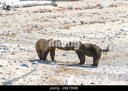 Deux jeunes ours bruns se saluent sur la broche du refuge faunique de la rivière McNeil, à 18 juin 2023, dans la péninsule de Katmai, en Alaska. Le site éloigné n’est accessible qu’avec un permis spécial et contient la plus grande population saisonnière d’ours bruns au monde. Banque D'Images